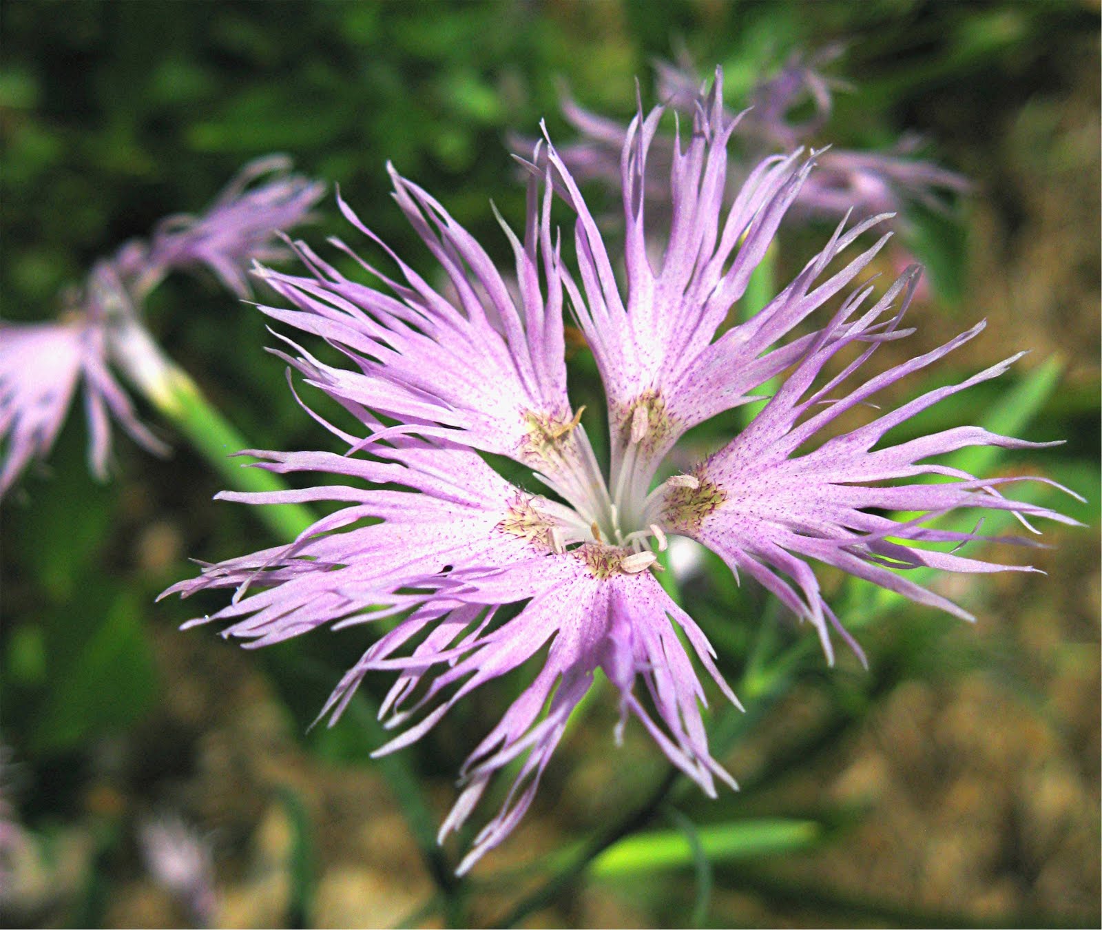1003 Gardens Dianthus superbus var. longicalycinus Japanese Carnation