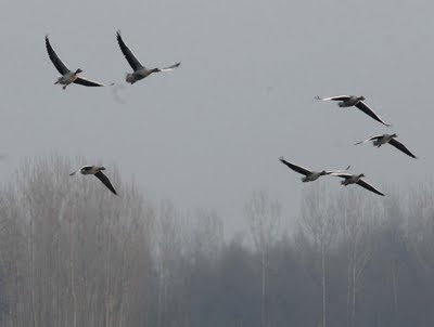 Kangroedy Burung Terbang