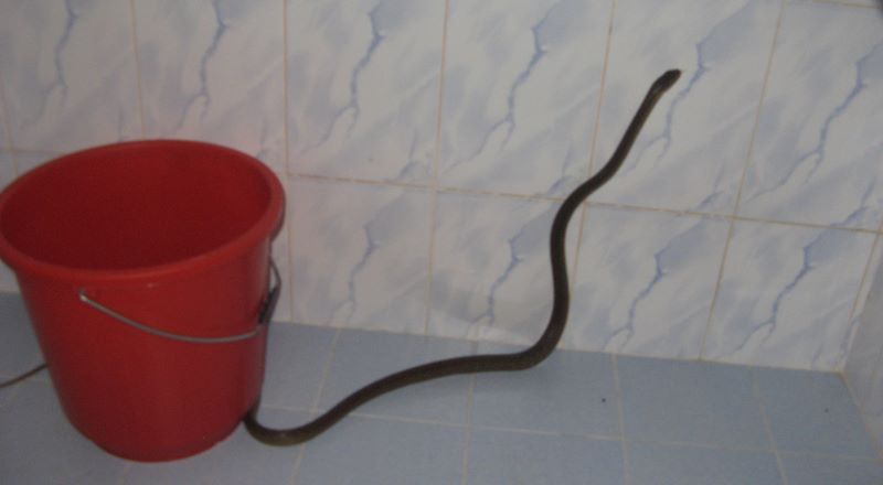 Clive In Sri Lanka There S A Rat In Mi Kitchen Ub40 Song