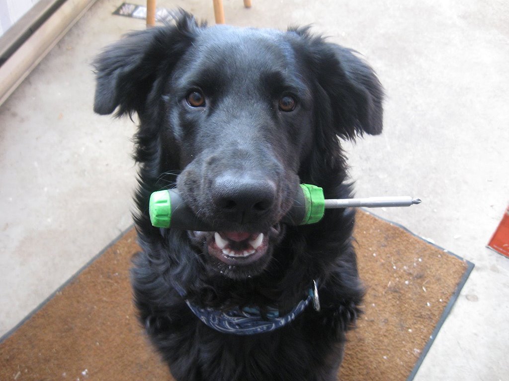 [Dog.JPG]