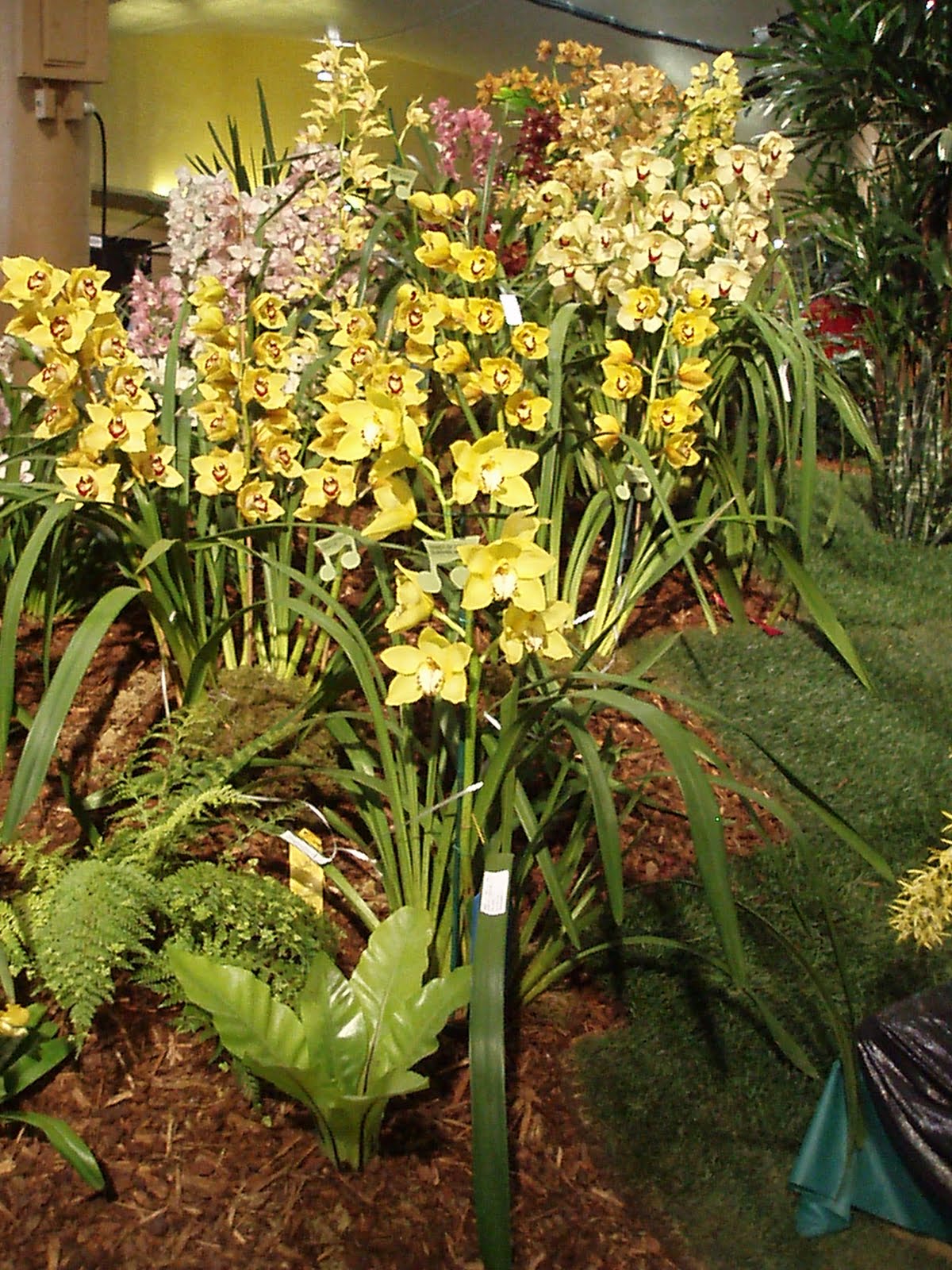 [Orchid+Show+March+14+005.jpg]