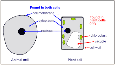 up letter between plant and animal cell mitosis diferences between plants cells and animal cells up letter between plant and animal cell mitosis diferences between plants cells and animal cells
