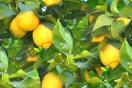 [lemon.jpg]