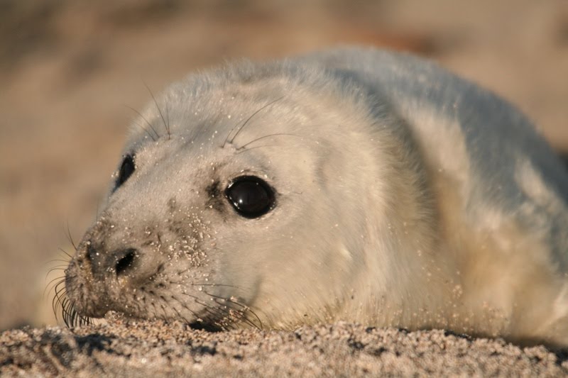 [Seal+pup+in+sand.JPG]