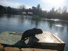 Lobo en una balsa en la costanera .