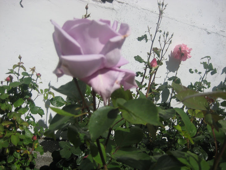 Rosa rosada en un jardín en primavera