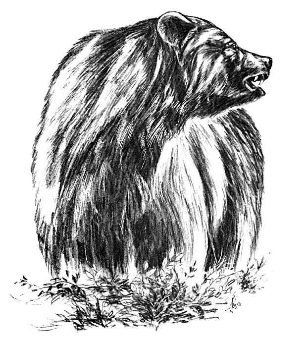 [Bear.jpg]