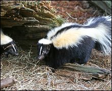 [skunks.jpg]