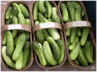[cucumbers.jpg]