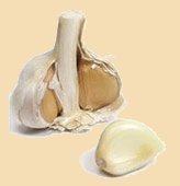 [garlic.jpg]