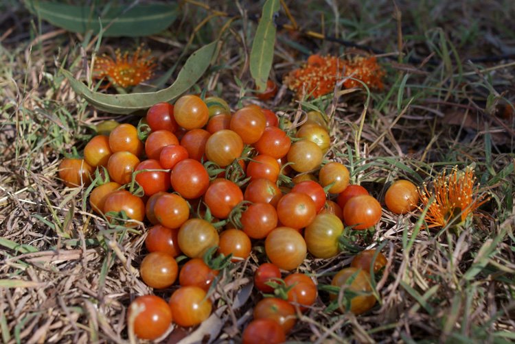 [undarra3_tomatoes.jpg]