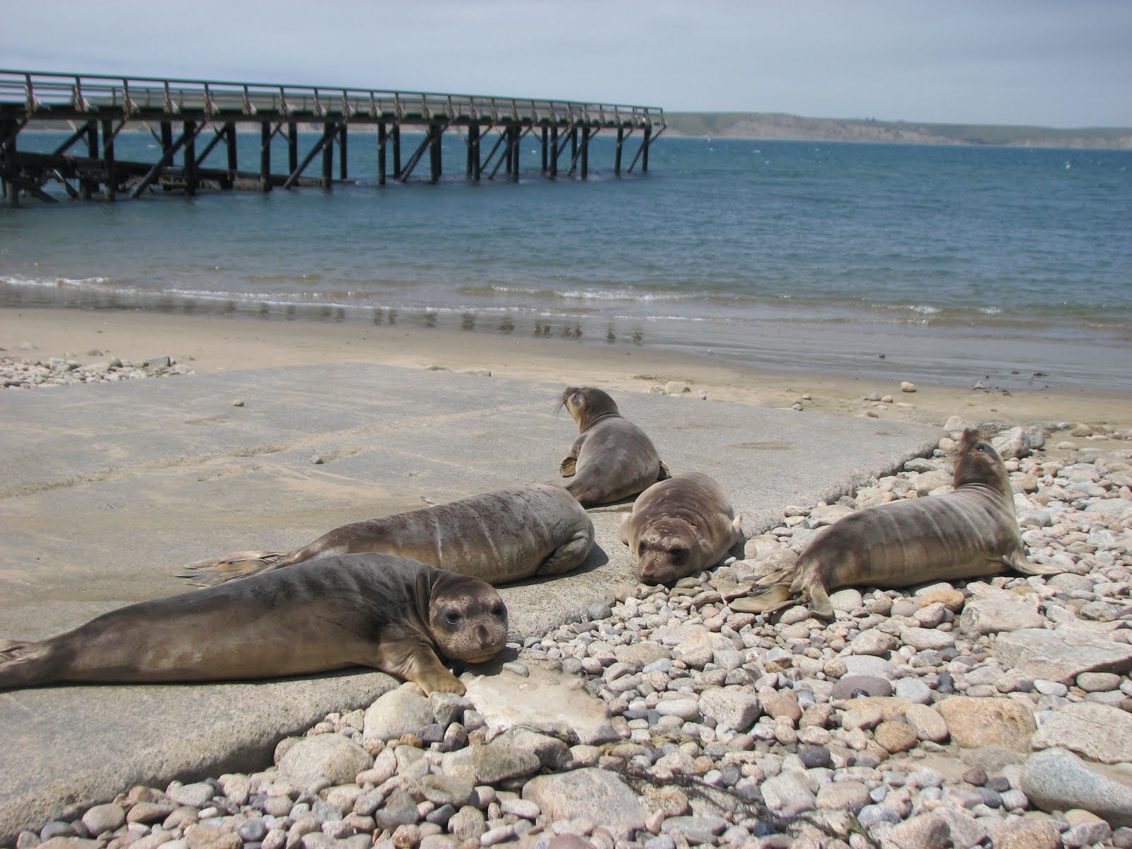 The Marine Mammal Center Nine Animals Released in Honor of World