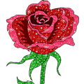 main rose