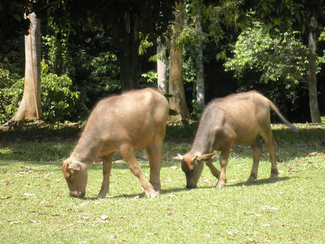 Anak Kerbau 2009