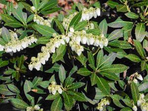 Seattle Japanese Garden Community Blog Seen In The Garden Today