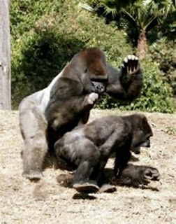picture of girl and boys making hot sex gorilla sex with other gorilla