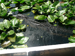 Everglades - Florida