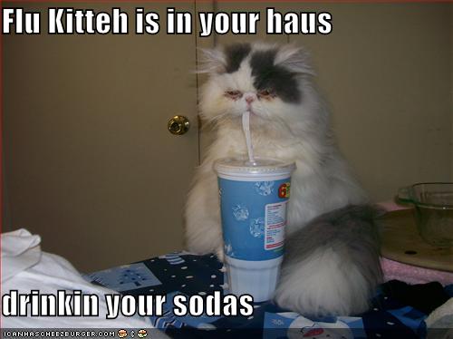 [funny-pictures-sick-cat-drinks-soda.jpg]