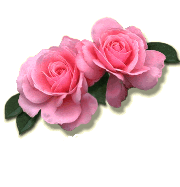 ... amor con frases. Una rosa y un poema de amor - imágenes de amor