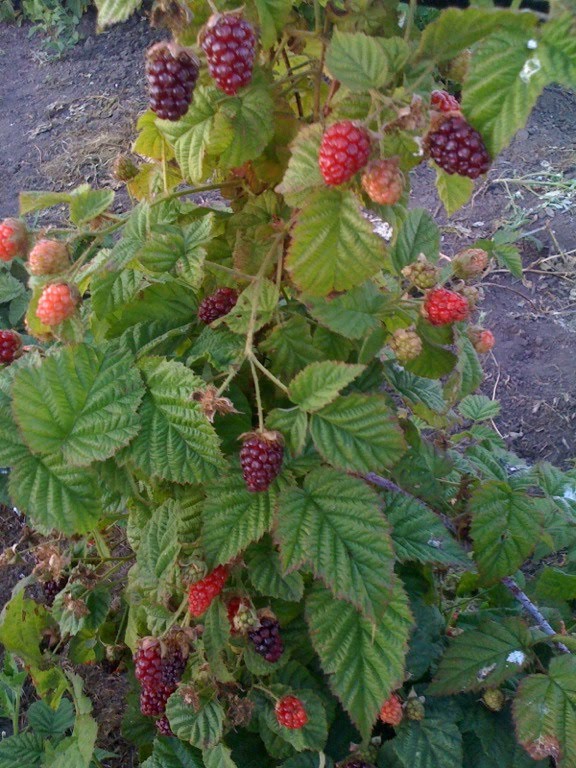 Wet Coast Gardens Berries to Share