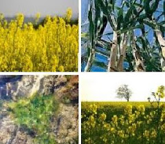 Sources of Biofuels