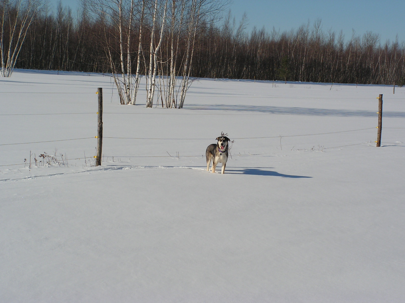 [Jasper-snow-Jan11-2009.JPG]