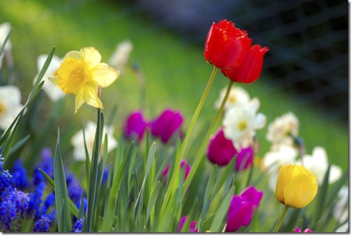 bright spring flowers