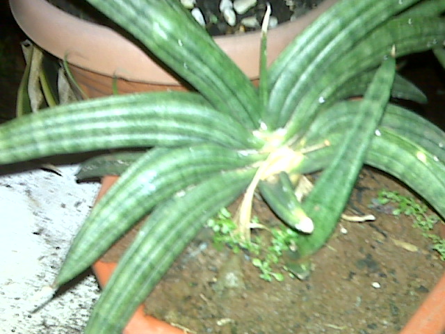 Daun Menjari