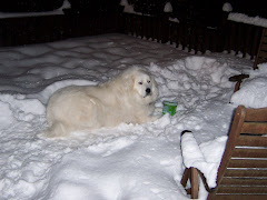 Chloe's lime sherbert