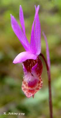 calypso orchid, fairy slipper orchid, calypso bulbosa