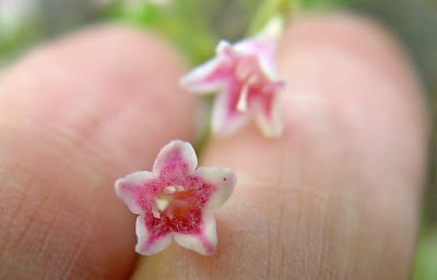 Twinflowers, photo by Robin Atkins