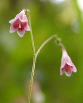 Twinflowers, photo by Robin Atkins