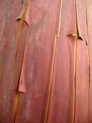 Pacific Madrone, madrona, fracturing bark