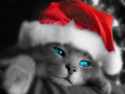gato-feliz natal