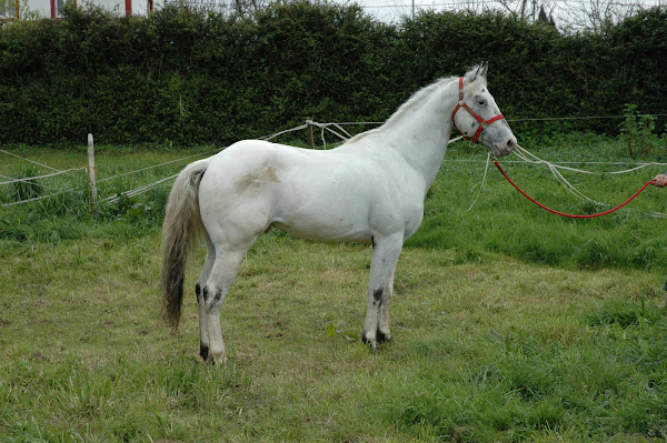 Prince Chieff Nugget. Registrado en el appaloosa horse club y con carta de CDE