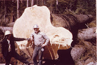Same Spruce after being Felled