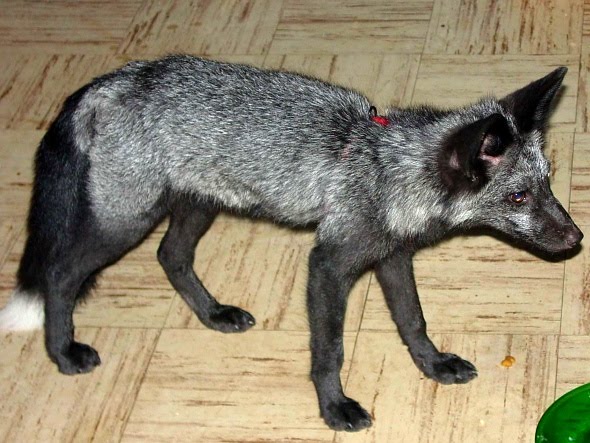 Domesticated Fox Russia