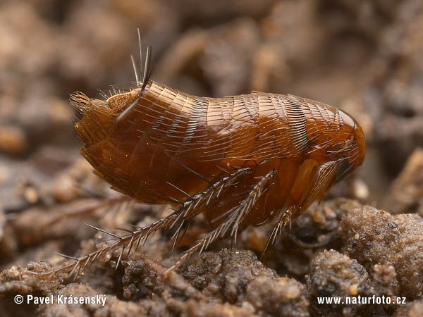 World Around Me: Wingless Insects