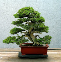 Juniper Bonsai Tree on Indoor Bonsai For Beginners  Buying Your First Indoor Bonsai Tree