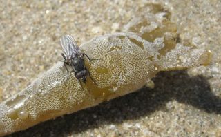 Kelp Flies