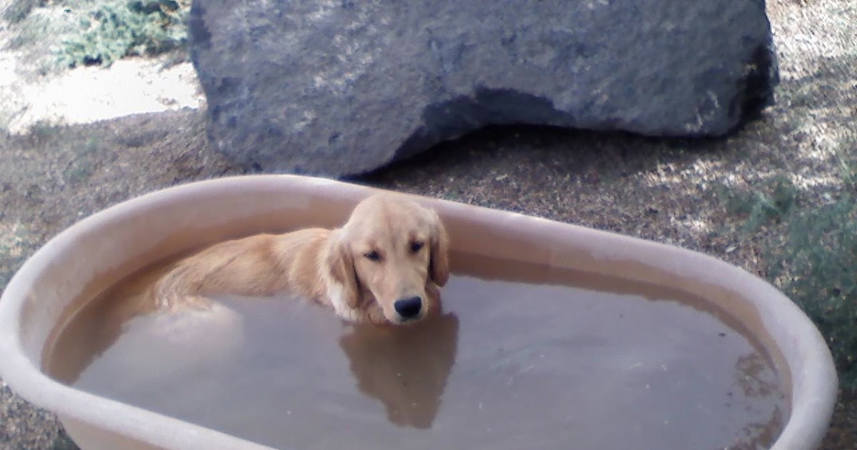 new beginnings Life of a Dog named Lily