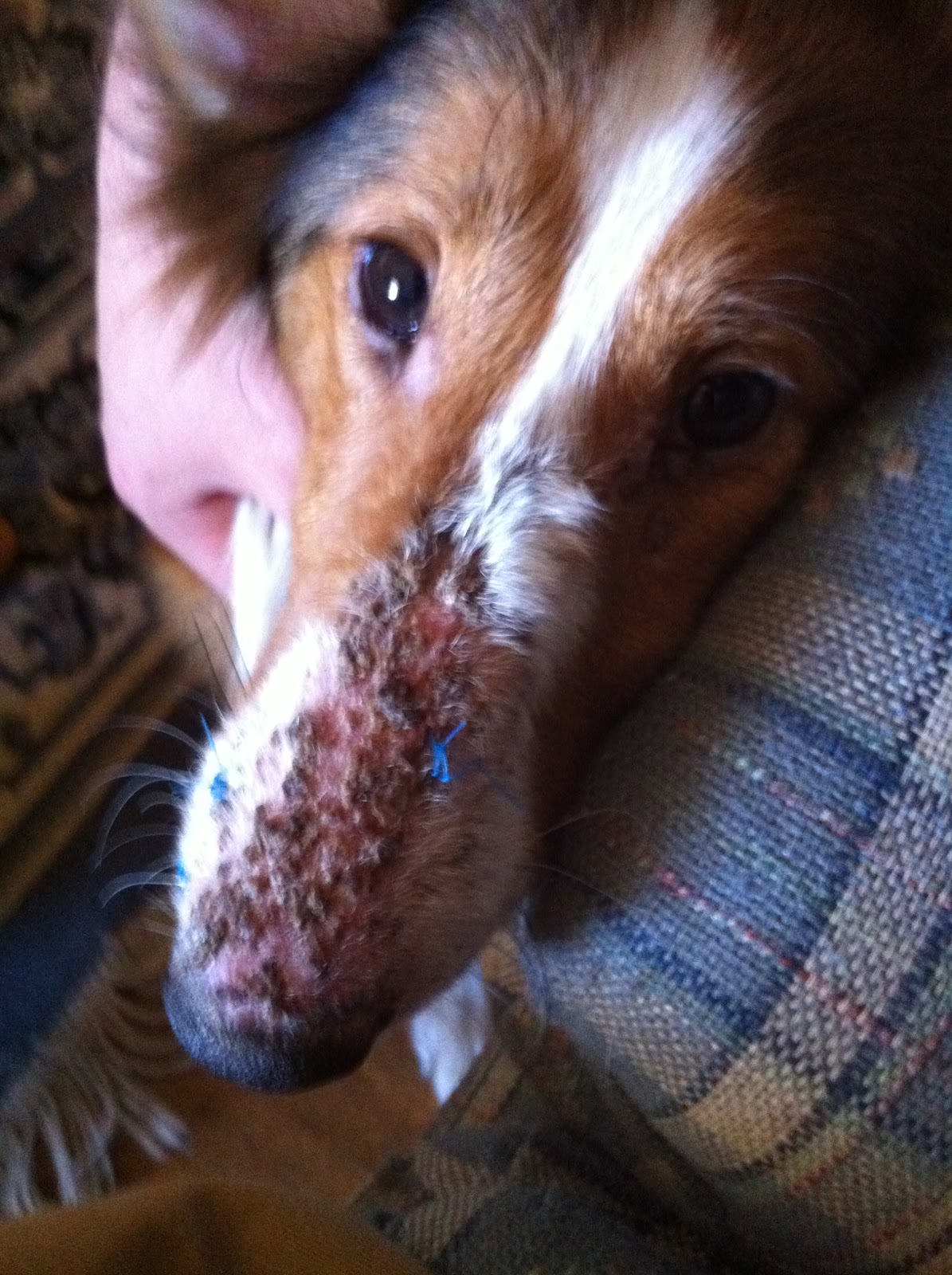 My Love for Shelties Pemphigus Foliaceus