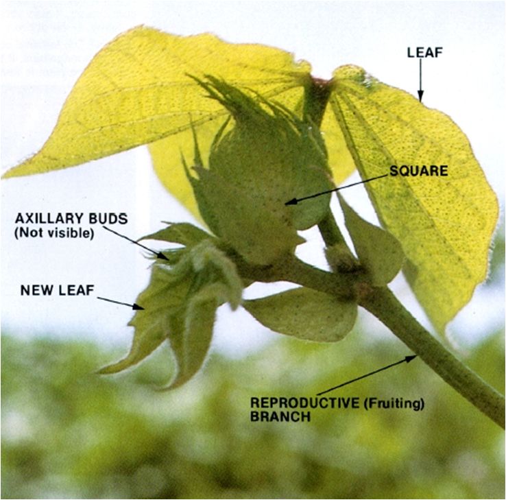 Coastal Bend Agriculture Briefs COTTON AT CRITICAL GROWTH STAGE