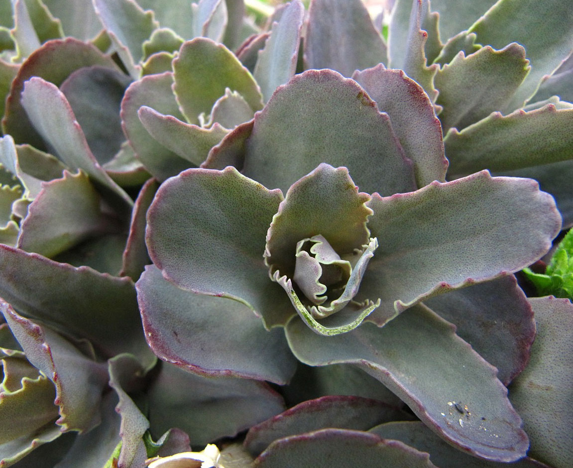 Bloomingwriter: Gardening in Nova Scotia: April 2010