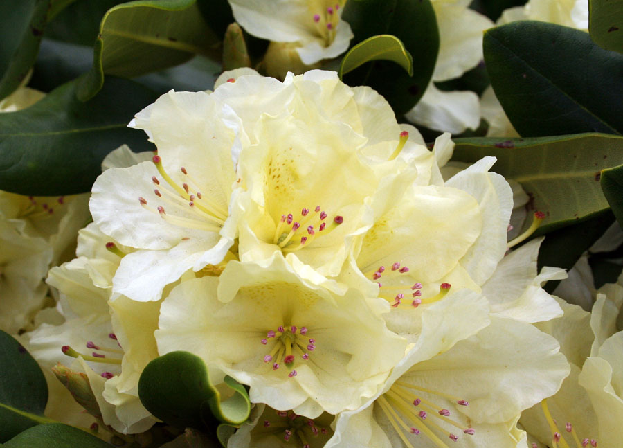49 Best Rhododendron Azalea Images Plants Garden Shrubs