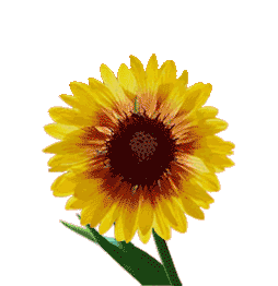 [florgirassol[1].gif]