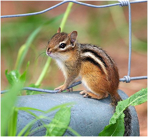 [squirrel.JPG]