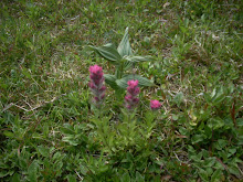 pink flowers on the mountain