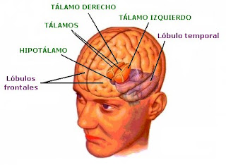 Partes del diencéfalo