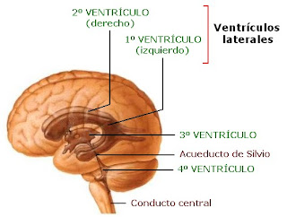 Ubicación de los ventrículos cerebrales
